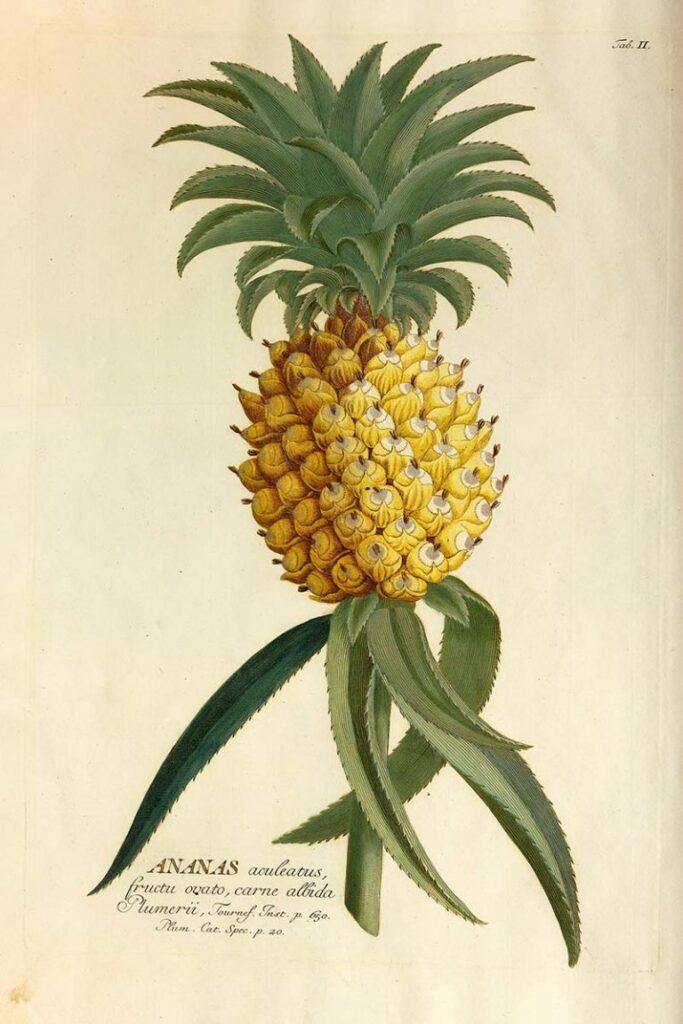 Dessin ancien et en couleurs d'un ananas, accompagné de notes botaniques en latin