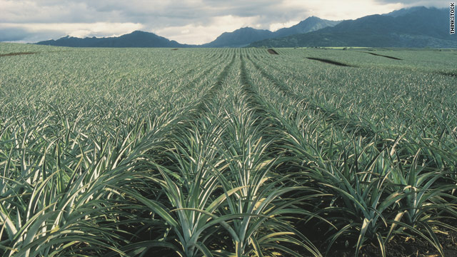 Champ d'ananas : rangées de plantes à perte de vue et montagnes à l'horizon